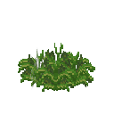 Growing eruca