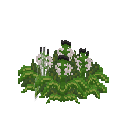 Growing eruca