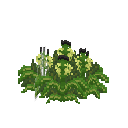 Mature eruca