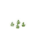 Growing tarragon