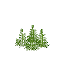 Growing tarragon