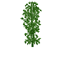 Growing fava beans