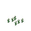 Growing garlic