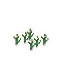 Growing garlic