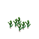 Growing garlic