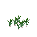 Growing garlic