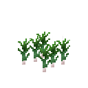 Growing garlic