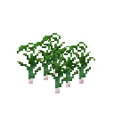 Growing garlic