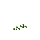 Growing horseradish
