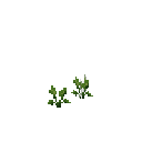 Growing horseradish