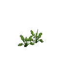 Growing horseradish