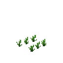 Growing leek