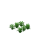 Growing leek