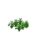 Growing leek
