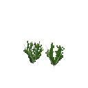 Growing lentils