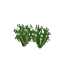Growing lentils