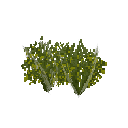 Growing lentils