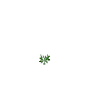 Growing romaine lettuce