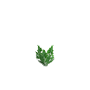Growing romaine lettuce