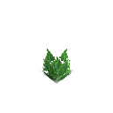 Growing romaine lettuce