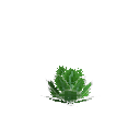Growing romaine lettuce