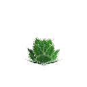 Growing romaine lettuce
