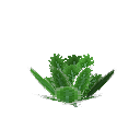 Mature romaine lettuce