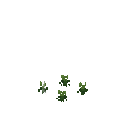 Growing meum