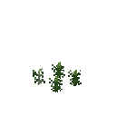 Growing meum