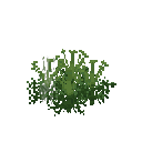 Growing meum
