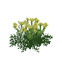 Growing meum
