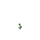 Growing peas