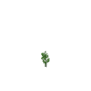 Growing peas