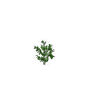 Growing peas