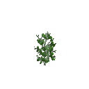 Growing peas
