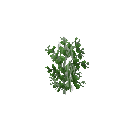 Growing peas