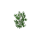 Growing peas