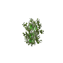 Growing peas