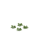 Growing white mustard