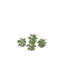Growing white mustard