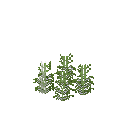 Growing white mustard