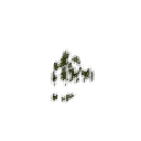 Плямистий шар моху
