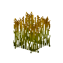 Зрілий рис