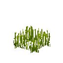 Рис (росте)