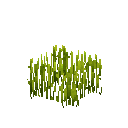 Рис (росте)