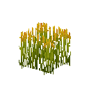 Рис (росте)