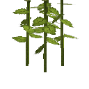 Соняшник (росте)