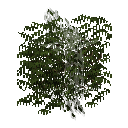 Гілляста хвоя модрини