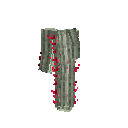 carryon:item-cactus-silvertorchcactus-large