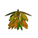 carryon:item-croton-medium-green-orange-large